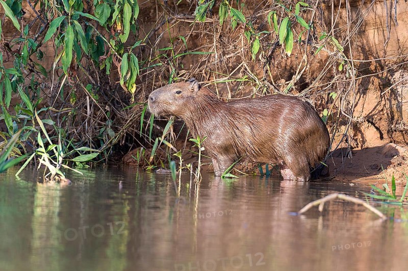 Capybara (Hydrochoeris hydrochaeris) on the banks of Cuiaba River, Pantanal, Brazil, South America