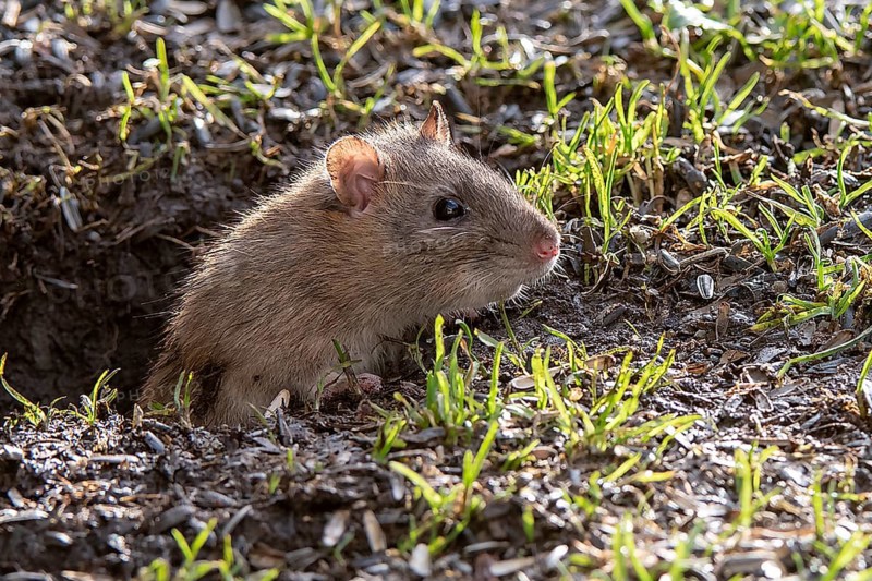 Brown rat (Rattus norwegicus) emerging from it's burrow in south-western Norway