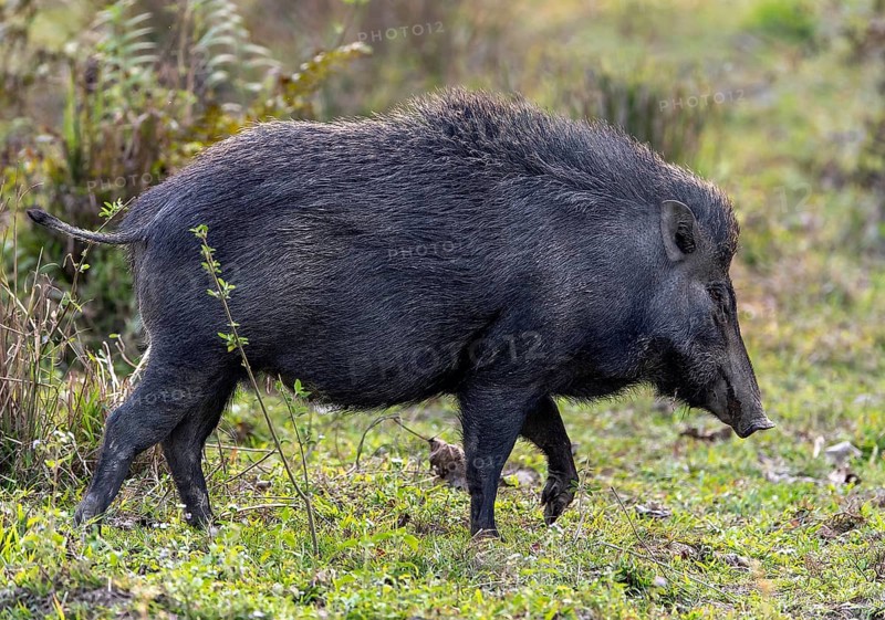 Wild boar (Sus scrofa) from Kaziranga National Park, Assam, north-east India
