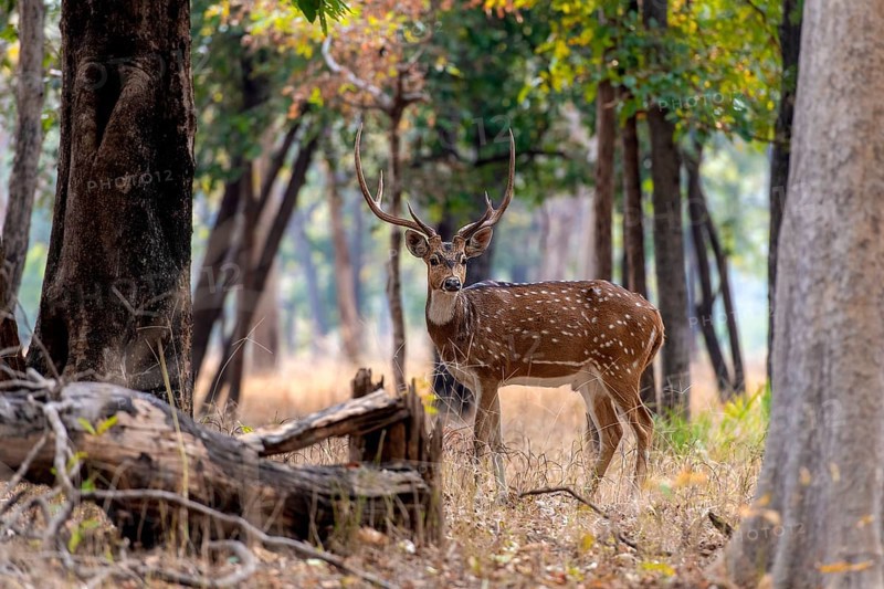 Male spotted deer (Axis axis) from Pench National Park, Madhya Pradesh, India, Asia
