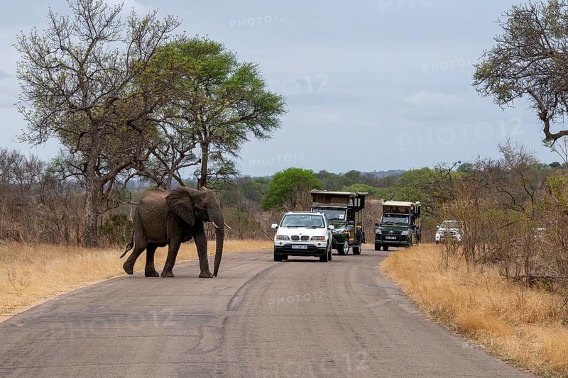 African elephant crossing the road in Kruger National Park, South Africa, Africa