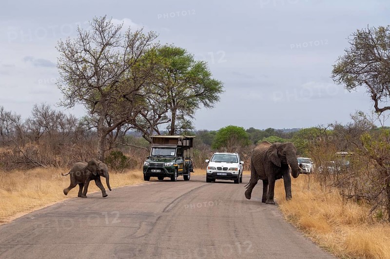 Mother and baby African elephant crossing the road in Kruger National Park, South Africa, Africa
