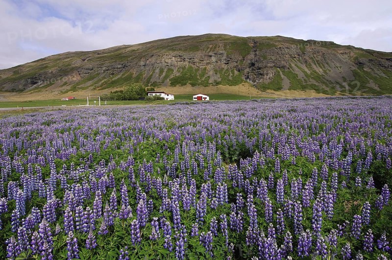 Field of lupins planted to combat soil erosion at Hamar, on Hamarsfjordur in the East Fjords region of eastern Iceland