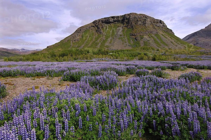 Field of lupins planted to combat soil erosion at Hamar, on Hamarsfjordur in the East Fjords region of eastern Iceland