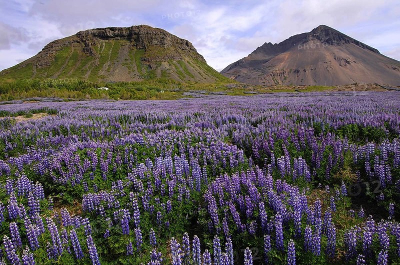 Field of lupins planted to combat soil erosion at Hamar, on Hamarsfjordur in the East Fjords region of eastern Iceland