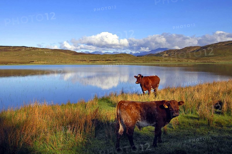 The traditional black cattle of the Scottish Highlands along the shores of Loch Meodal on a calm summer's morning, Sleat, southern Skye, western Scotland
