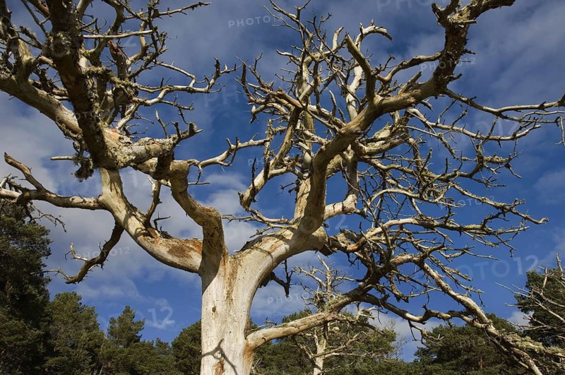 Bare and twisted Scots pine trees against a background of pine forest and blue sky at Little Ferry, near Golspie, Sutherland, n.e. Scotland