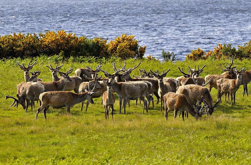 Herde Rothitsche in Schottland | Herd of red deer stags with their antlers in velvet along the side of Loch Brora, Sutherland, Scotland, UK