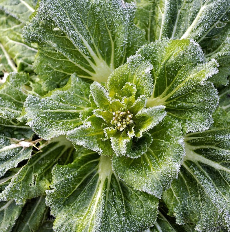Close-up of frost on a winter cabbage, Killin, Perthshire, Scotland, UK