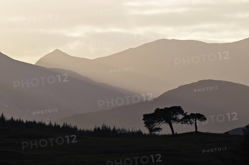 Backlit trees and hill-ridges around the western rim of Rannoch Moor, Scottish Highlands, UK