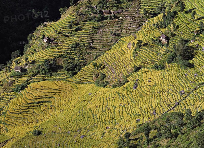 Terraced fields of rice and barley step down a hillside near the village of Sinam in the foothills of the Kangchenjunga range in east Nepal