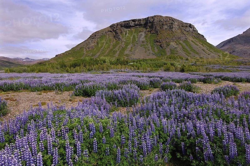 Field of lupins planted to combat soil erosion at Hamar, on Hamarsfjordur in the East Fjords region of eastern Iceland