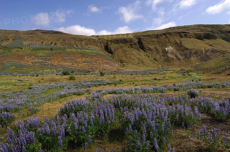 Lupin-filled valley at Stong, Pjorsardalur, south-central Iceland