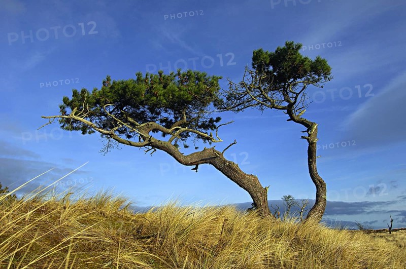 Gaunt and twisted Scots pines in an open grassy landscape against a background of blue sky, near Golspie, Sutherland, n.e. Scotland