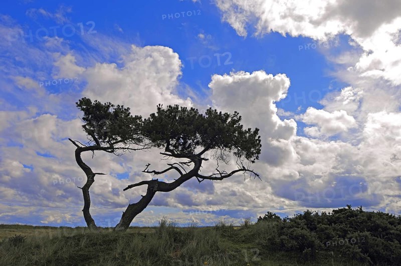 Stunted Scots pines in an open savannah-type of landscape under a summer sky, near Golspie, Sutherland, n.e. Scotland