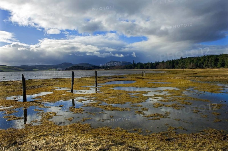 Remnants of an old fenceline step along through water-meadows on the shores of Loch Fleet with distant forests and hills under a moody winter sky, near Golspie, Sutherland n.e. Scotland