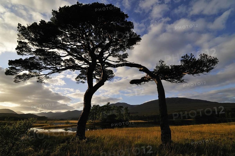 Silhouetted pine-trees and hills around Loch Tulla, Rannoch Moor, Scottish Highlands, UK