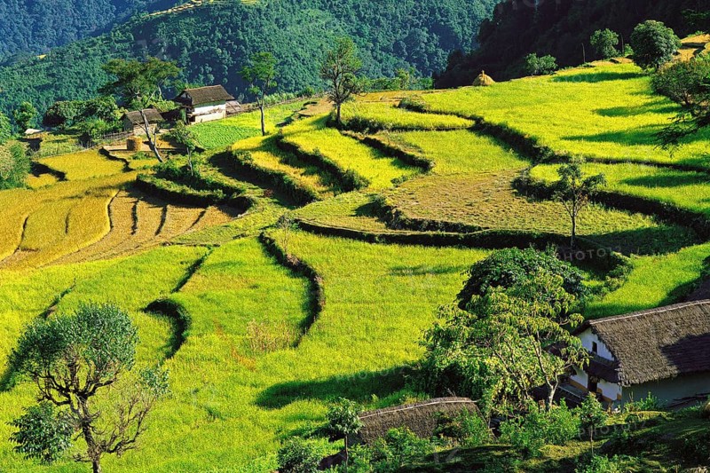 Terraced fields of rice step down a hillside near the village of Sinam in the foothills of the Kangchenjunga range in east Nepal