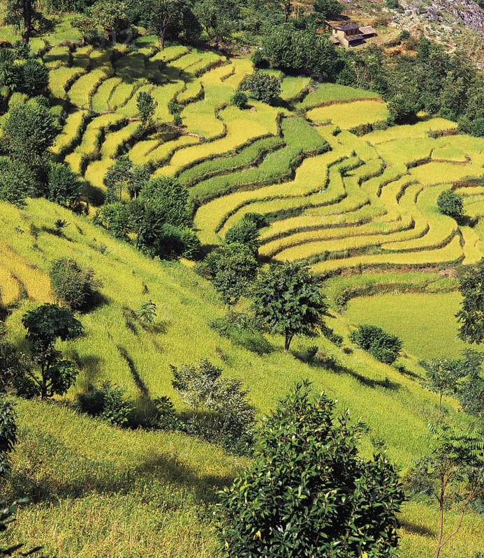 Terraced fields of rice and barley step down a hillside near the village of Sinam in the foothills of the Kangchenjunga range in east Nepal