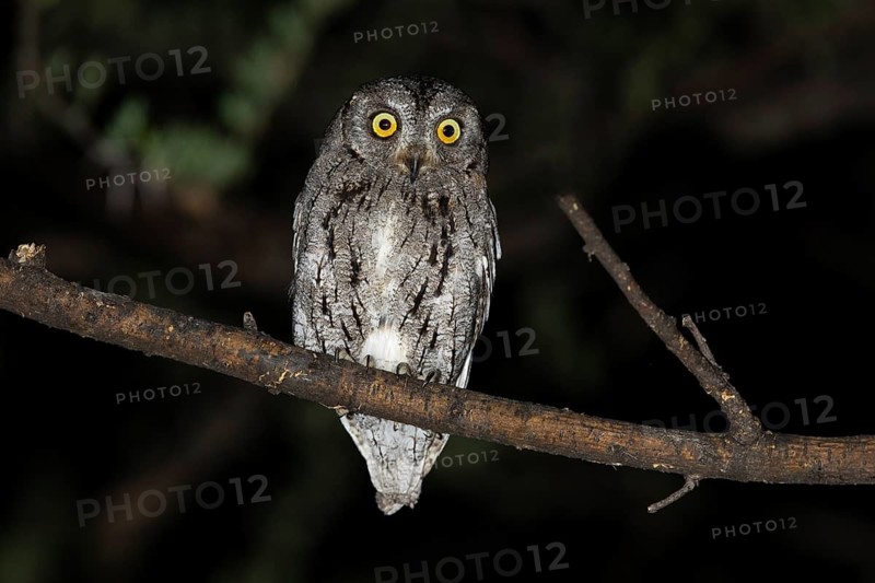 African scops owl (Otus senegalensis), Namibia, Africa