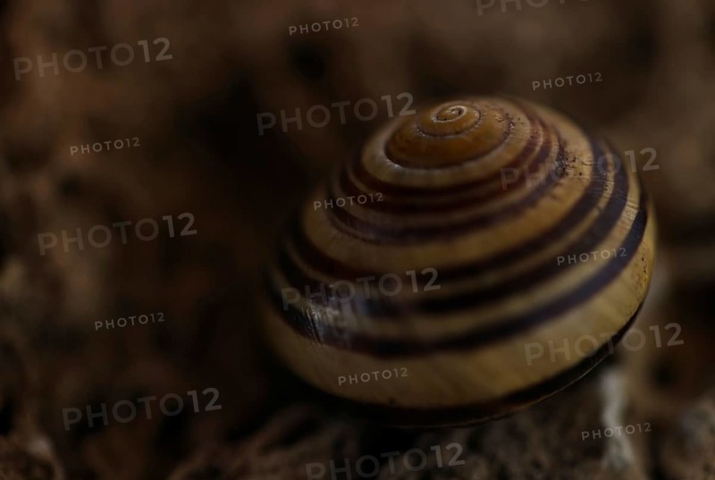 Small snail shell in shades of yellow and brown lies on a colour-matching background of tuff, Bavaria, Germany, Europe