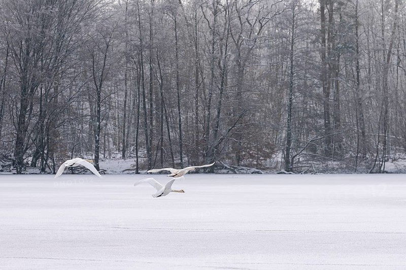 Flying mute swans in winter over the frozen Lindensee, Ruesselsheim am Main, Hesse, Germany, Europe