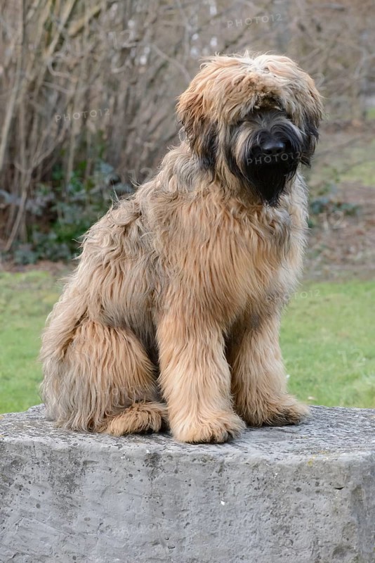 Briard, young, 8 months old