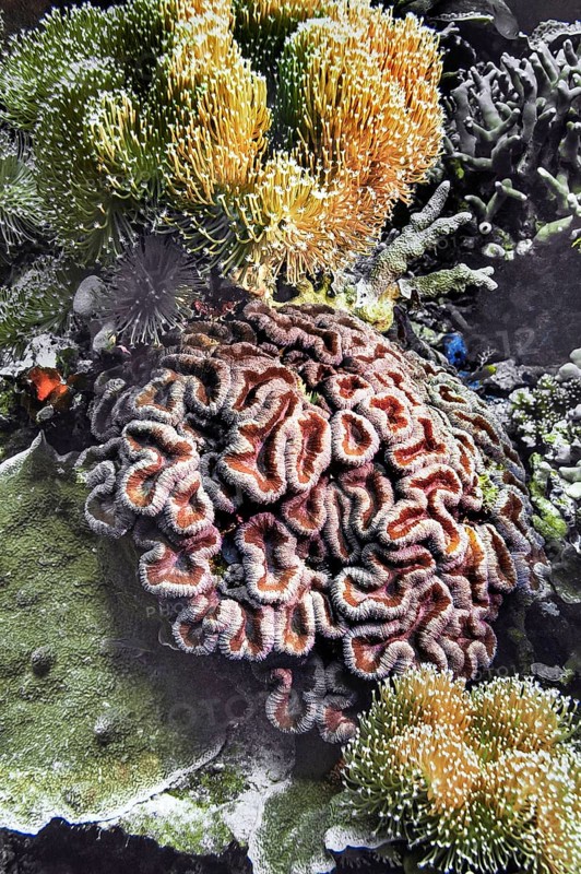 Smooth flower coral (Eusmilia fastigiata), Wakatobi Dive Resort, Sulawesi, Indonesia, Asia