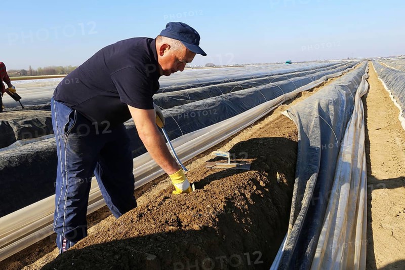 Harvest workers from Romania harvesting asparagus in a field near Mutterstadt, Rhineland-Palatinate