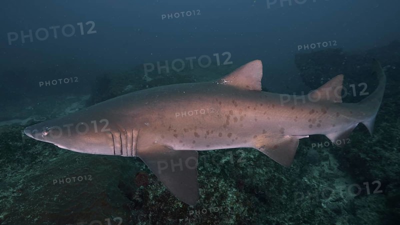 Sand tiger shark (Carcharias taurus) over the reef. Aliwal Shoal Dive Site, Umkomaas, KwaZulu Natal, South Africa, Africa
