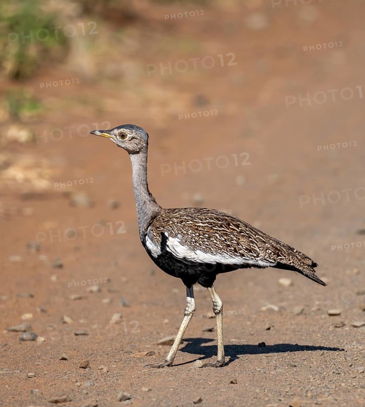 Red-crested korhaan (Lophotis ruficrista), adult male, Kruger National Park, South Africa, Africa