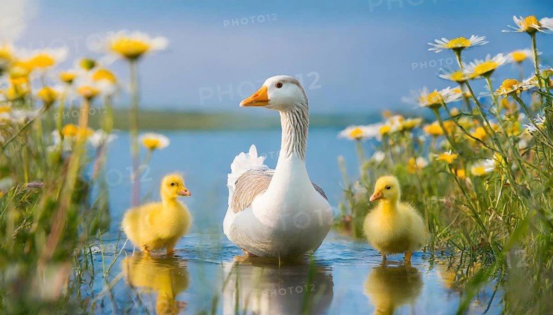AI generated, animal, animals, bird, birds, biotope, habitat, one, individual, foraging, wildlife, goose, domestic goose, domestic geese, (Anser anser), female, gosling, gosling, yellow gosling, swim, pond, body of water, water, lie, meadow, flowers, summer, two, three, four, pet, domestic animals, farm animal, farm animals