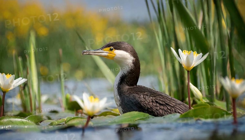 Ai generated, animal, animals, bird, birds, biotope, habitat, an, individual, swims, waters, reeds, water lilies, blue sky, foraging, wildlife, summer, seasons, great cormorant (Phalacrocorax carbo)