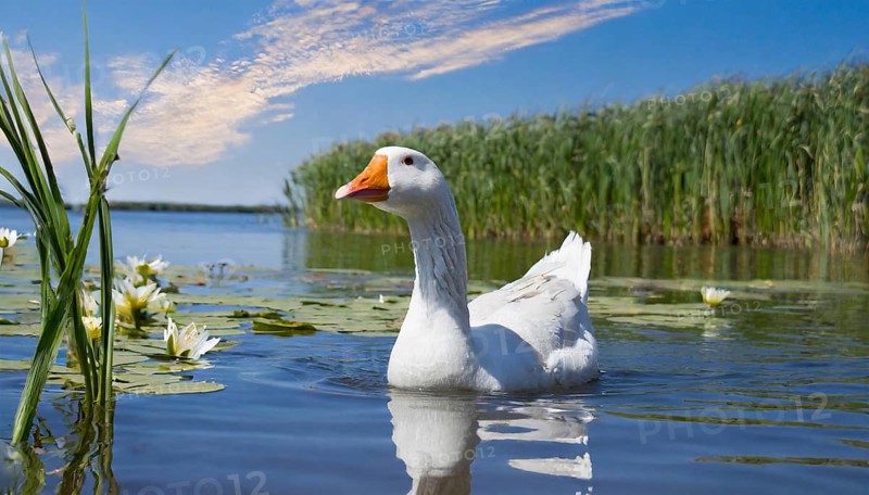 Ai generated, animal, animals, bird, birds, biotope, habitat, an, individual, swims, waters, reeds, water lilies, blue sky, foraging, wildlife, summer, seasons, domestic goose, geese, geese, geese birds, (Anser anser)