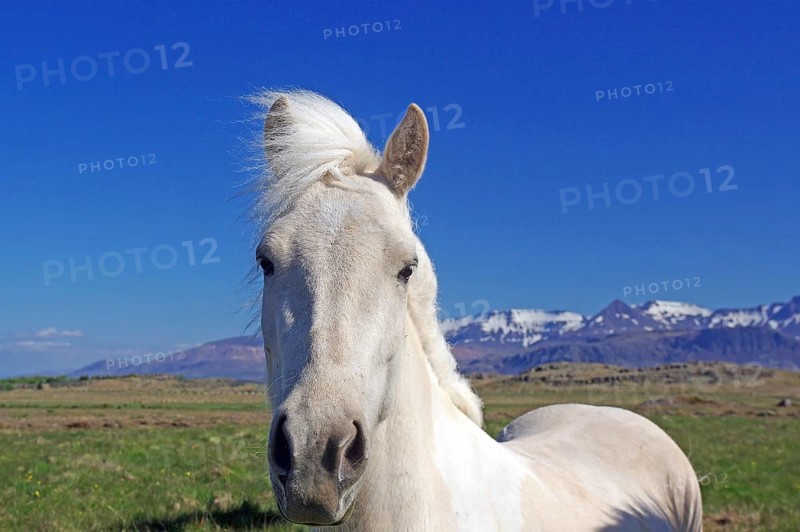 White Icelandic horse looks curiously into the camera, wide landscape and snow-covered mountains, Selfoss, Iceland, Europe