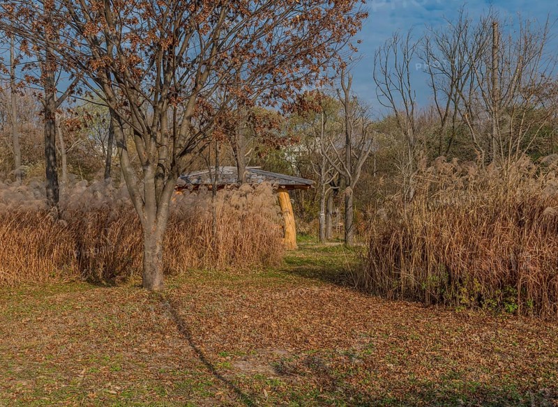 Walking path through autumn landscape of leafless trees growing in field of feather grass hiding covered picnic shelter in South Korea