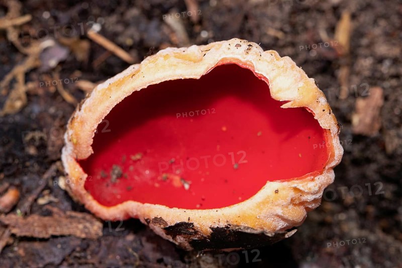 Austrian Goblet red fruiting body on soil