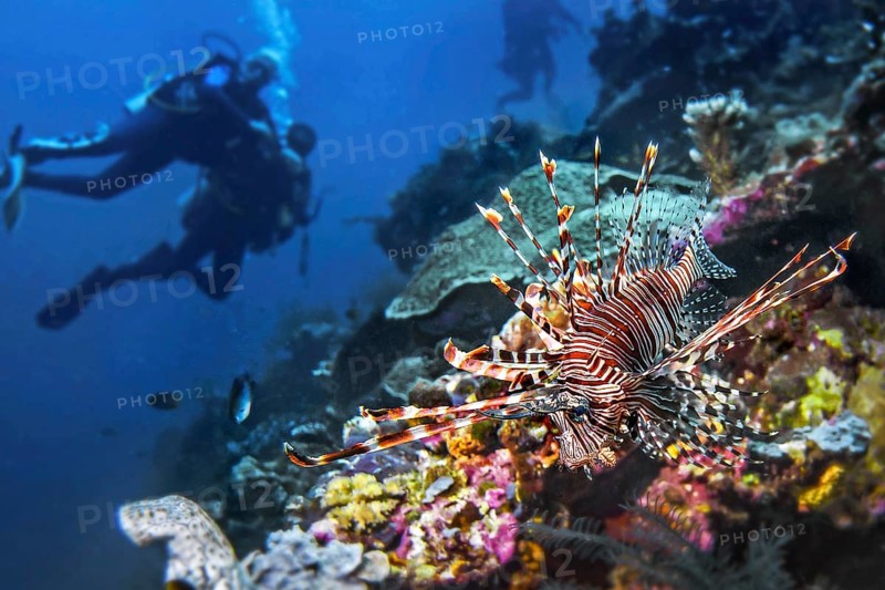 Lionfish, (Pterois miles), with diver, Wakatobi Dive Resort, Sulawesi, Indonesia, Asia