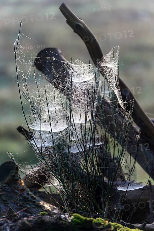 Cobwebs in the early morning with dewdrops, Ruesselsheim am Main, Hesse, Germany, Europe