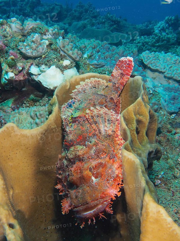 A fringed dragonhead (Scorpaenopsis oxycephala) resting in a sponge, Sodwana Bay National Park dive site, Maputaland Marine Reserve, KwaZulu Natal, South Africa, Africa