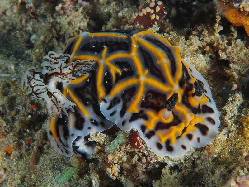 South African Halgerda (Halgerda wasinensis), star snail, dive site Sodwana Bay National Park, Maputaland Marine Reserve, KwaZulu Natal, South Africa, Africa
