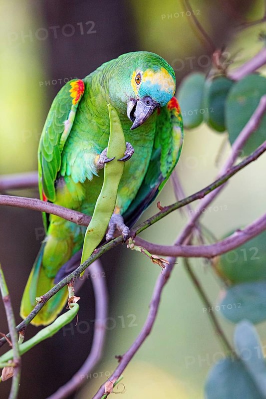 Blue-fronted Amazon (Amazona aestiva (Pantanal Brazil