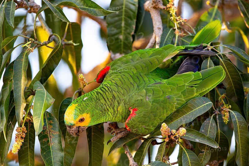 Blue-fronted Amazon (Amazona aestiva (Pantanal Brazil