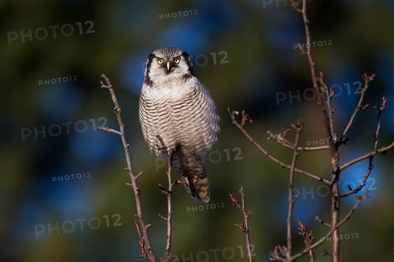 Northern hawk owl (Surnia ulula) in a hide, errant, Saxony, Germany, Europe