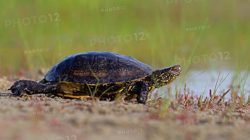 European pond turtle (Emys orbicularis), Danube Delta Biosphere Reserve, Romania, Europe