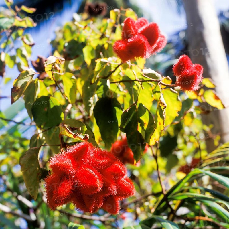 Seychelles, Mahe, flora, red blossom, Africa