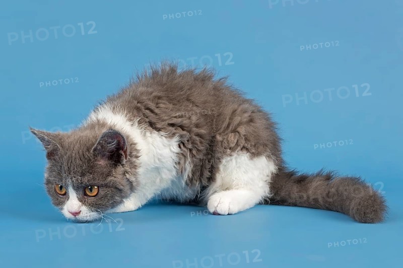 Pedigree cat Selkirk Rex. Kitten, age 10 weeks, colour blue white, studio picture
