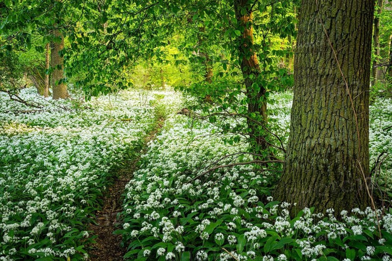 A path leads through a deciduous forest with white flowering ramson (Allium ursinum) in spring in the evening sun. Rhine-Neckar district, Baden-Wuerttemberg, Germany, Europe