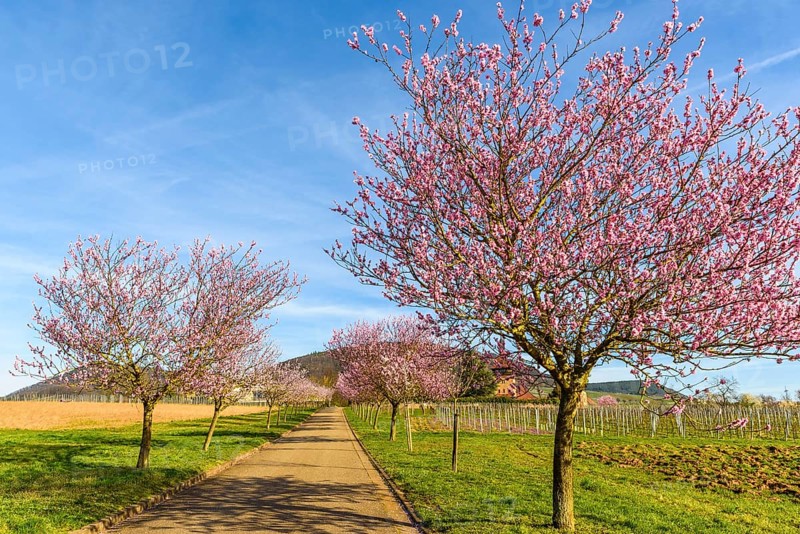 Flowering almond trees (Prunus dulcis), Siebeldingen, German Wine Route, Rhineland-Palatinate, Germany, Europe