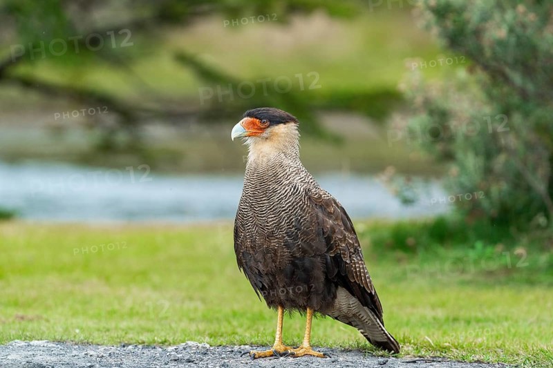 Southern crested caracara (Caracara plancus) standing on the ground, Tierra del Fuego National Park, Tierra del Fuego Island, Patagonia, Argentina, South America